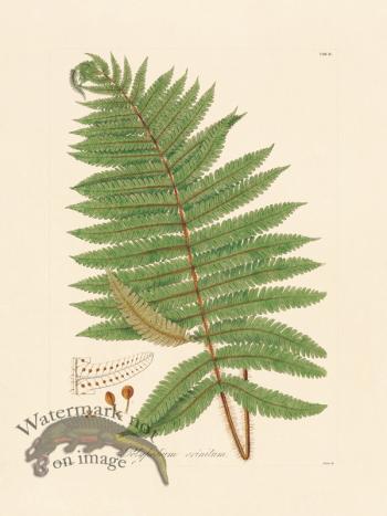 Hooker Fern 02